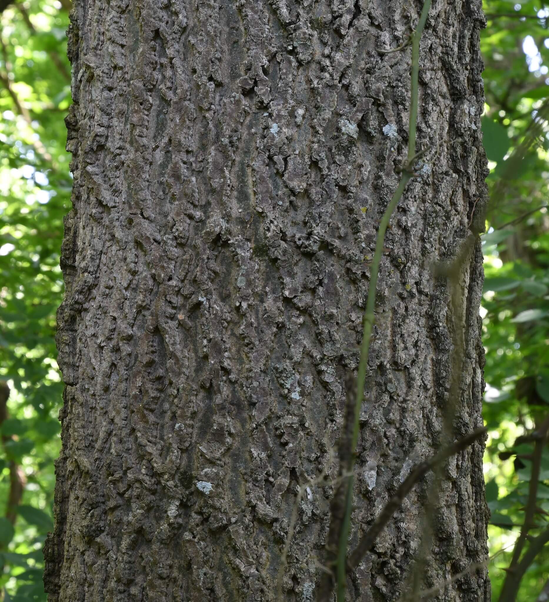 Celtis laevigata